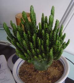 招财手植物图片,财运亨通，家居风水新宠