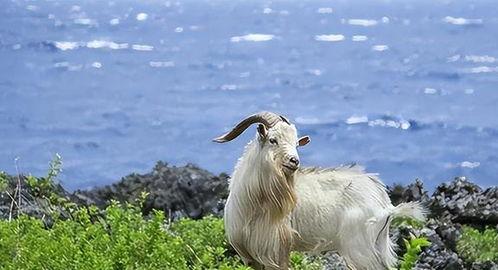 日本山羊,悠然漫步的东方精灵