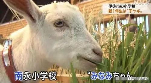 日本山羊,悠然漫步的东方精灵