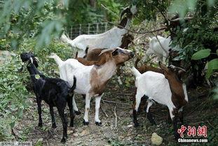 日本山羊,悠然漫步的东方精灵