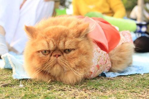 加菲猫的视频,萌宠日常大揭秘