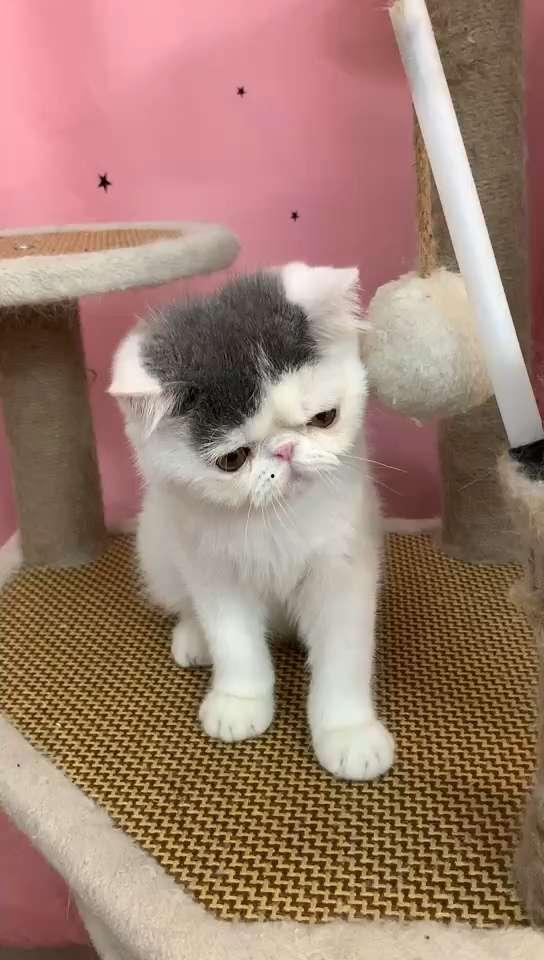 加菲猫的视频,萌宠日常大揭秘