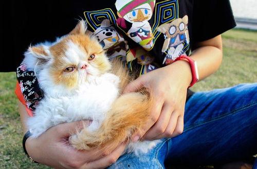 加菲猫的视频,萌宠日常大揭秘