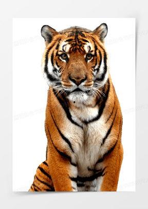 真老虎牙图片大全,揭秘自然界中的利齿王者