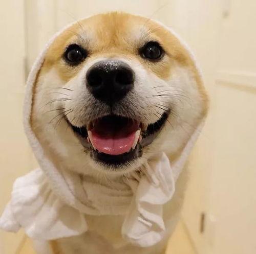 搞笑狗图片,萌态百出，笑料连连