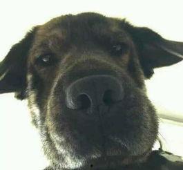 搞笑狗图片,萌态百出，笑料连连