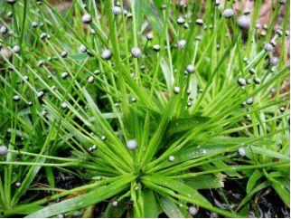 谷精草图片,自然界的神奇植物
