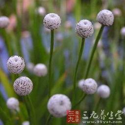 谷精草图片,自然界的神奇植物