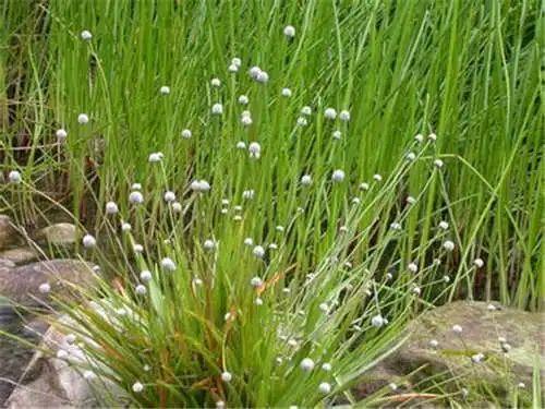 谷精草图片,自然界的神奇植物