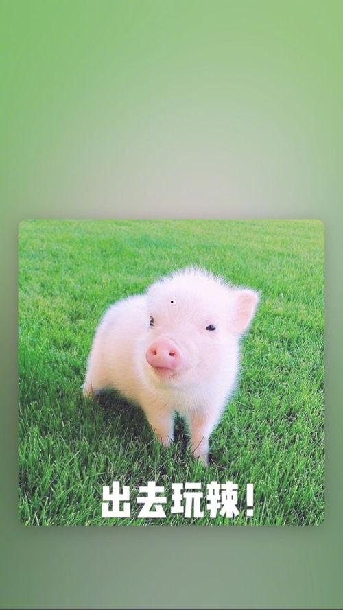 猪带字图片大全大图,带字图片大图中的趣味瞬间
