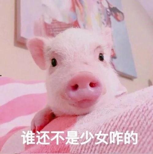 猪带字图片大全大图,带字图片大图中的趣味瞬间