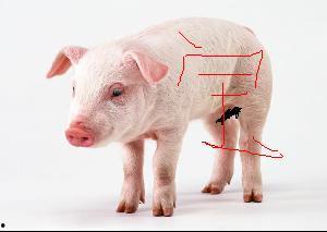 猪带字图片大全大图,带字图片大图中的趣味瞬间