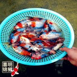 花鲫鱼图片,水中精灵的斑斓画卷