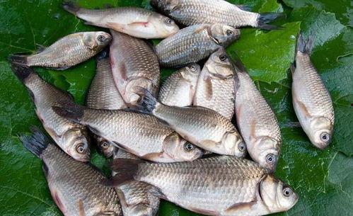 花鲫鱼图片,水中精灵的斑斓画卷