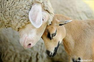 公绵羊图片大全,公绵羊图片大全赏析