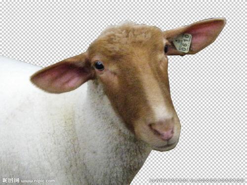 公绵羊图片大全,公绵羊图片大全赏析