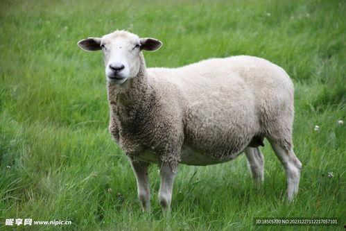 公绵羊图片大全,公绵羊图片大全赏析