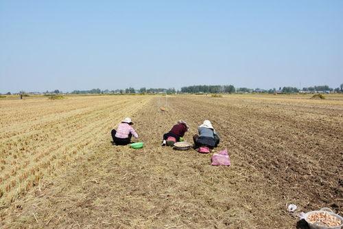 太阳下的农民图片大全,生活画卷中的田野劳动者