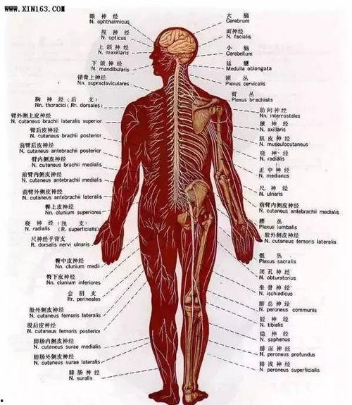 人体生蛇图片大全,揭秘神秘生物现象