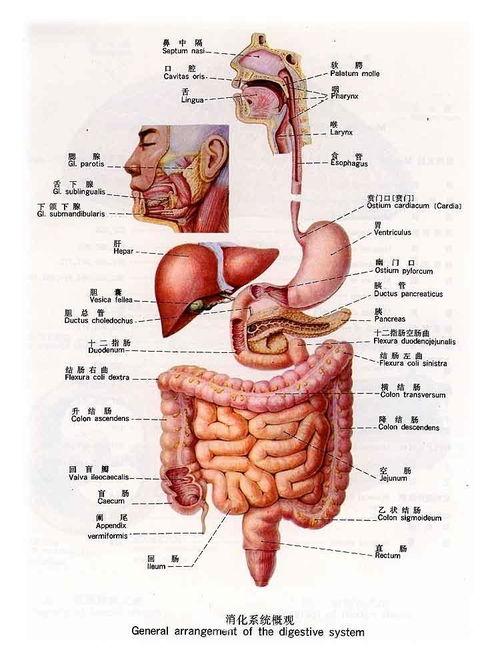 人体生蛇图片大全,揭秘神秘生物现象