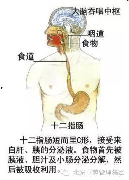 人体生蛇图片大全,揭秘神秘生物现象