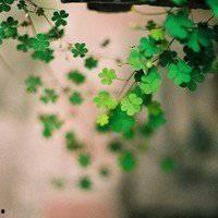 紫色幸运草图片大全,探寻自然之美与幸运传说