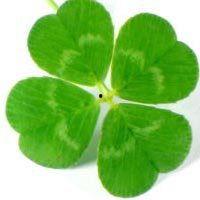 紫色幸运草图片大全,探寻自然之美与幸运传说