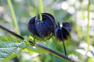 酸浆图片,神秘果实的独特魅力与营养解析