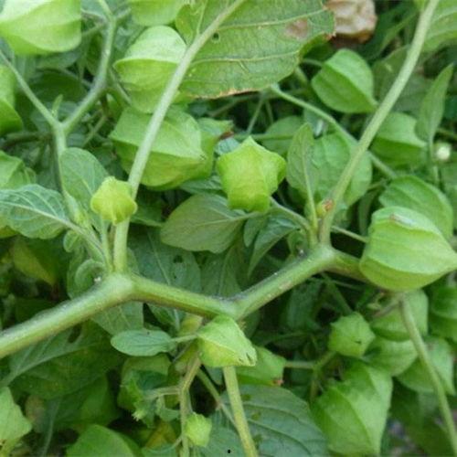 酸浆图片,神秘果实的独特魅力与营养解析