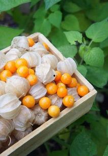 酸浆图片,神秘果实的独特魅力与营养解析