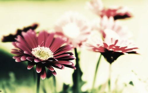 花的图片大全,千姿百态的花朵图片集锦