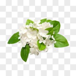 花的图片大全,千姿百态的花朵图片集锦