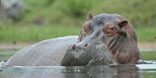 河马图片大全大图,水中巨兽的生态画卷