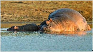 河马图片大全大图,水中巨兽的生态画卷