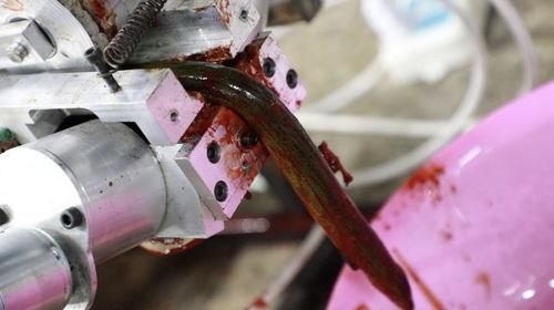 黄鳝去骨机器视频,黄鳝去骨机器高效去骨技术揭秘