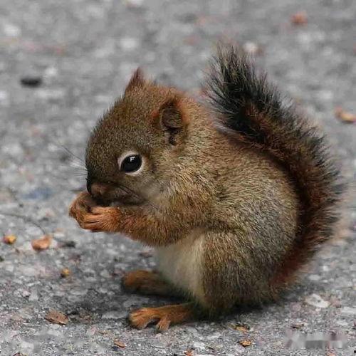 鼠的图片大全,探寻可爱鼠宝们的百态画卷