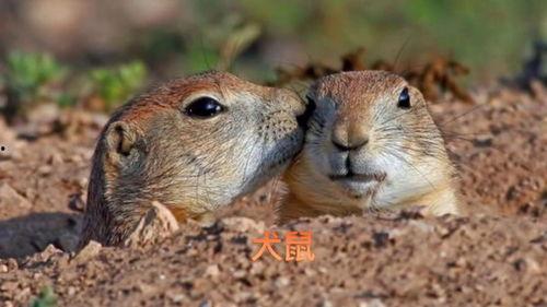 鼠的图片大全,探寻可爱鼠宝们的百态画卷