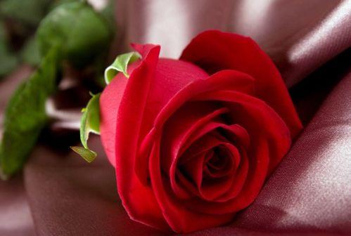 红玫瑰图片大全 浪漫,邂逅爱情的美丽瞬间