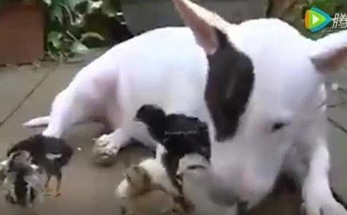 抓虱子视频,视频揭秘抓虱子全过程