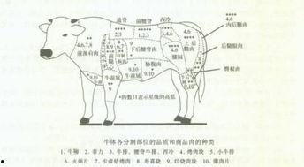 分解猪肉视频,视频带你了解猪肉的内部结构