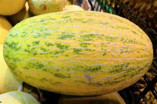 今日七里沟哈密瓜价格,价格行情一览