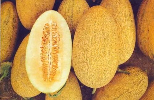 今日七里沟哈密瓜价格,价格行情一览