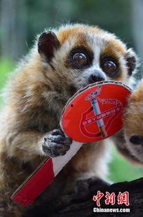 动物保护图片,动物保护行动纪实