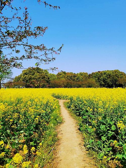 油菜花图片,油菜花盛开的田园画卷