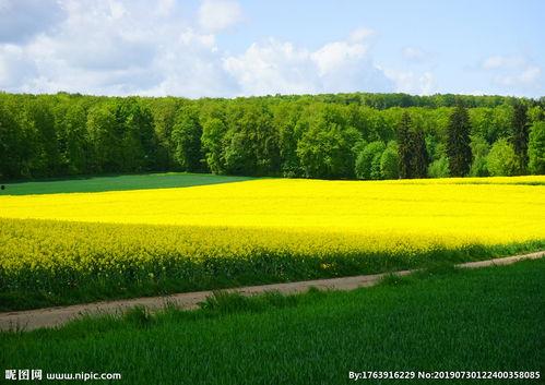 油菜花图片,油菜花盛开的田园画卷
