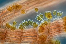 藻类植物图片,图片中的绿色生命画卷