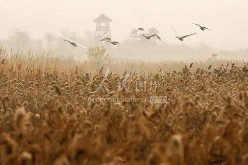 藻类植物图片,图片中的绿色生命画卷