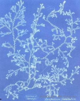 藻类植物图片,图片中的绿色生命画卷