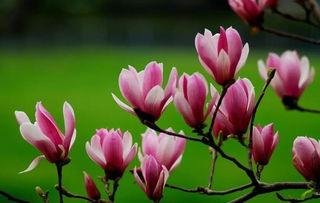 木兰树图片,探寻千年古树的传奇与魅力