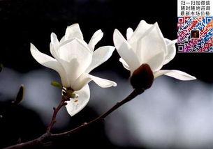 木兰树图片,探寻千年古树的传奇与魅力